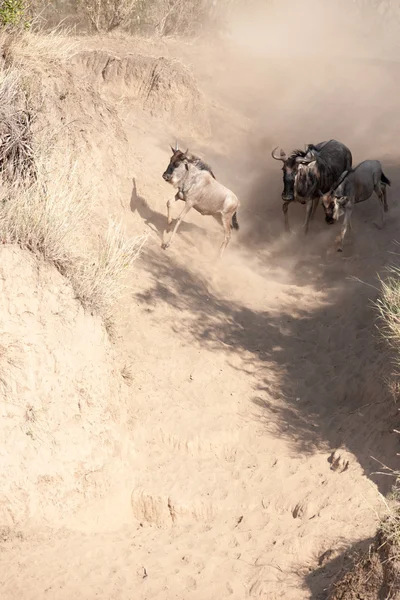 Gnu migration — Stock Photo, Image