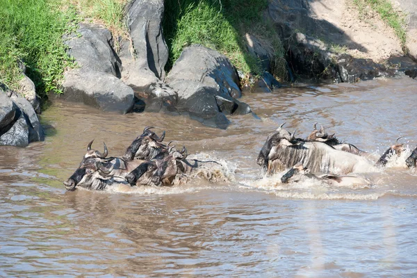 Gnu migration — Stock Photo, Image