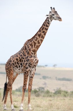 Zürafa