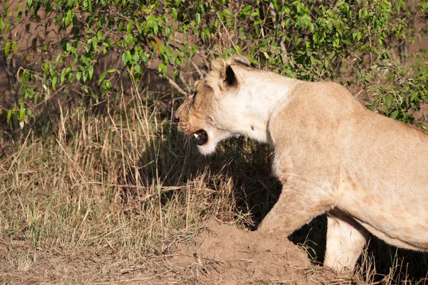 Löwe — Stockfoto