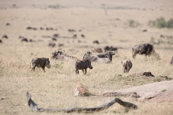 Warthog. — Fotografia de Stock