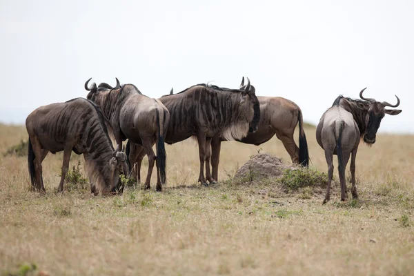 Migración gnu —  Fotos de Stock