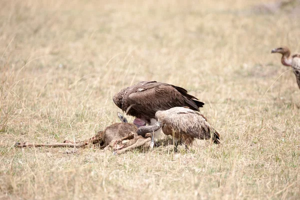 Bird — Stock Photo, Image