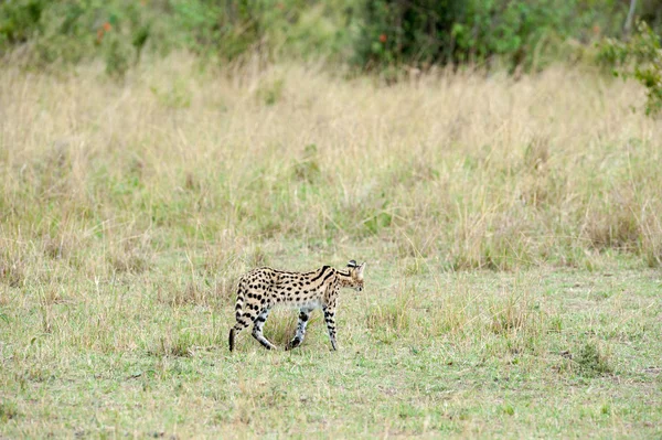 Serval — Stockfoto