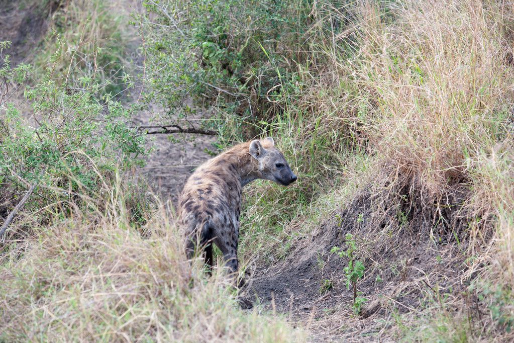 鬣狗在肯尼亚的大草原– 图库图片