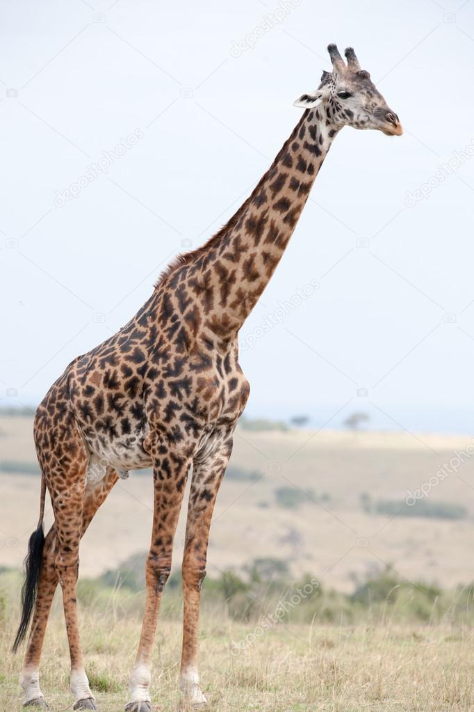 giraffe