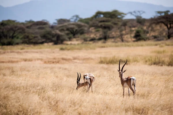 Impala. — Fotografia de Stock