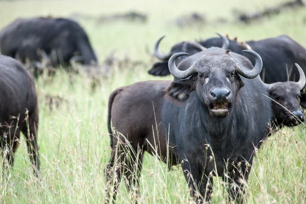 BURFALO — Stockfoto