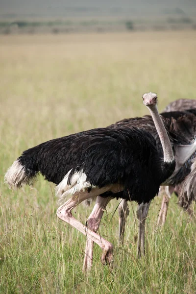 Bird — Stock Photo, Image