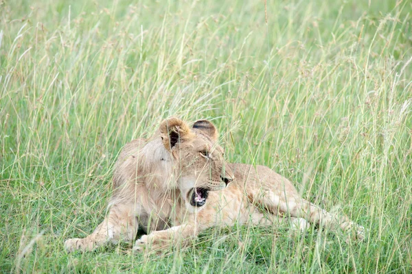 Lion — Stock Photo, Image