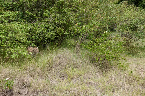 Leopard — Stockfoto