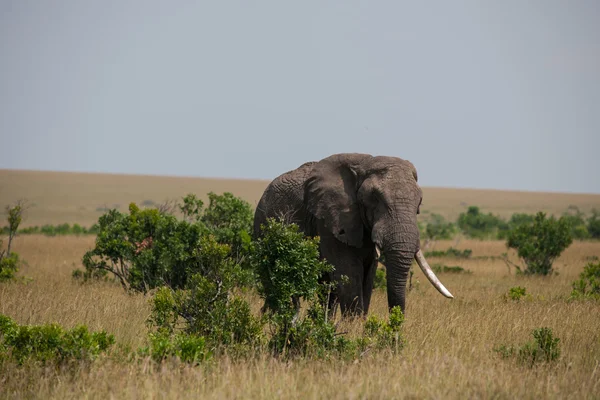 Elefant — Stockfoto