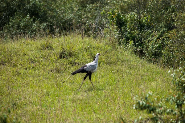 秘書の鳥 — ストック写真