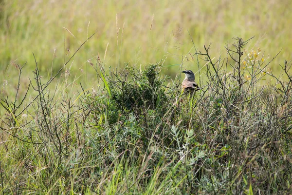 Vogel — Stockfoto