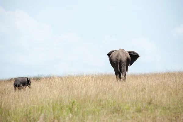 Elefante — Fotografia de Stock