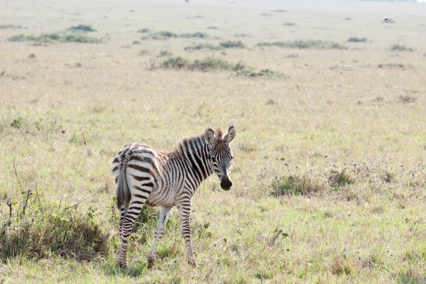 Zebra — Stock Photo, Image