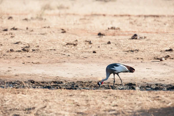 Bird — Stock Photo, Image