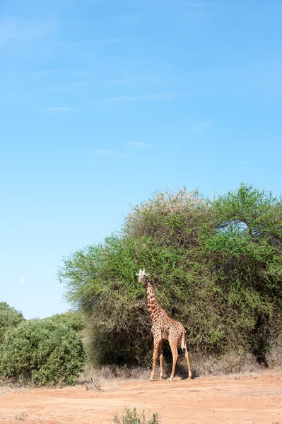 Giraffe — Stock Photo, Image