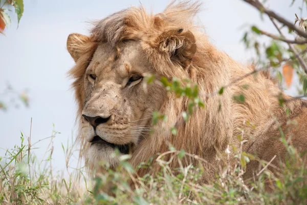 Lion — Stock Photo, Image