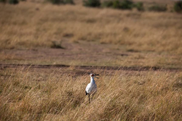 Secrétaire oiseau — Photo