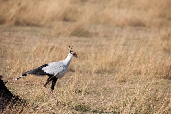 Secretaris vogels — Stockfoto