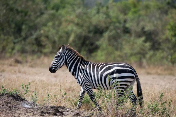 Zebra — Stock Fotó