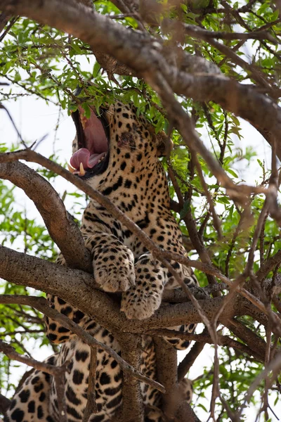 Leopard — Stockfoto