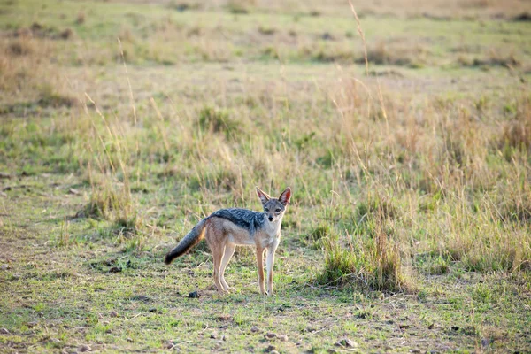 Jackal — Stock fotografie