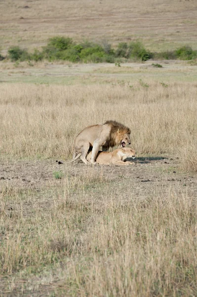 Lion — Stock Photo, Image