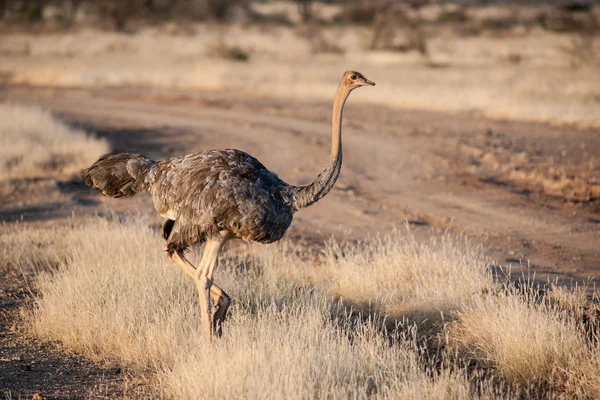 Bird — Stock Photo, Image