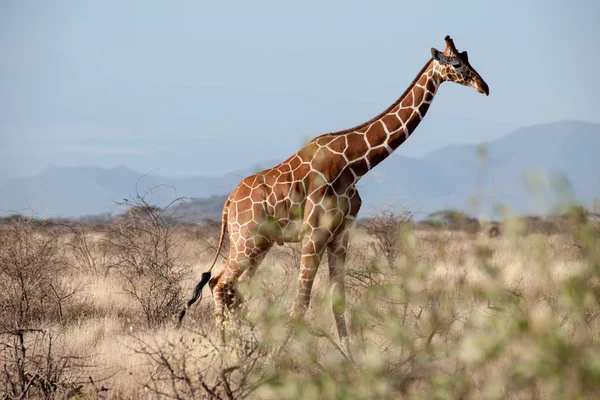 Giraffe — Stockfoto