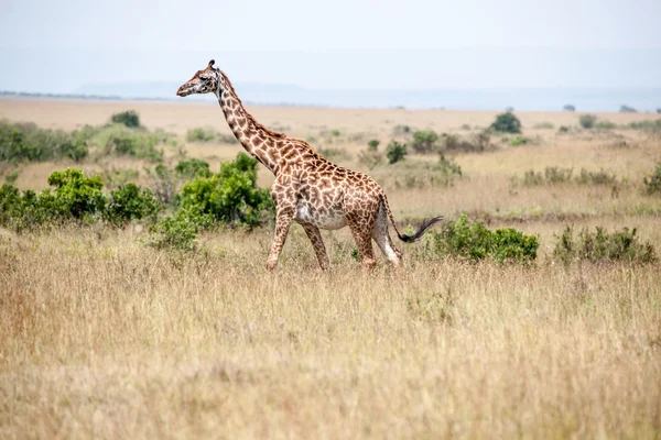 Girafa — Fotografia de Stock