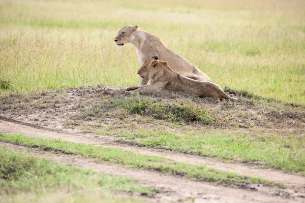 Leone. — Foto Stock