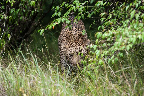 Leopard — Stock Photo, Image