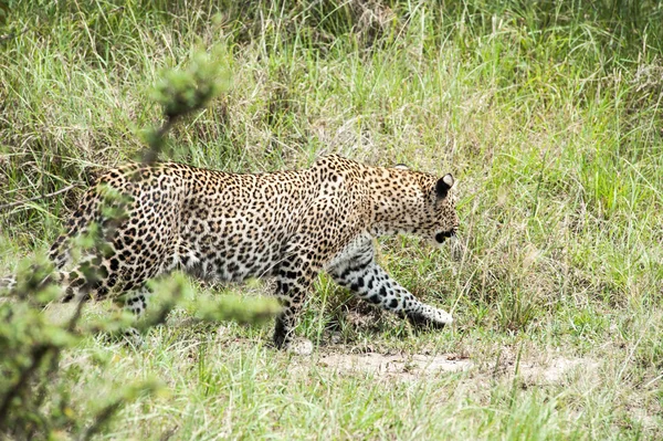 Leopárd — Stock Fotó