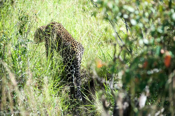 Leopardo — Foto de Stock