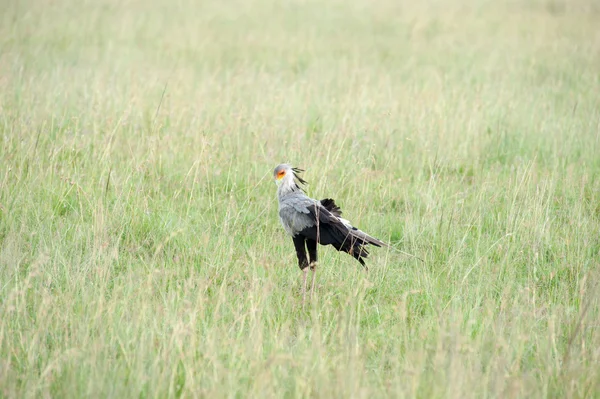 Secretary bird — Stock Photo, Image