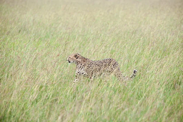 Cheetah — Stock Photo, Image