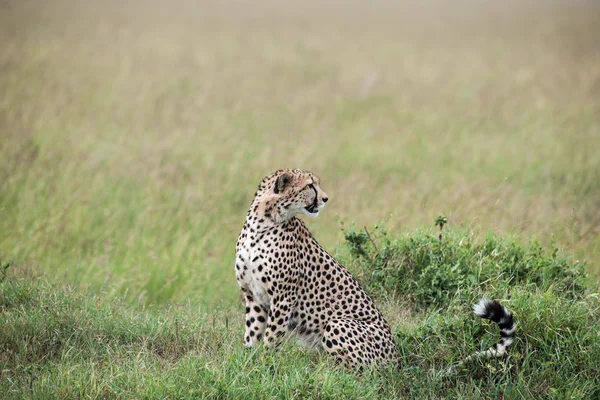 Cheetah — Stock Photo, Image