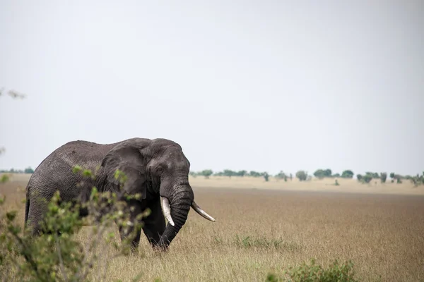 Elefant — Stockfoto