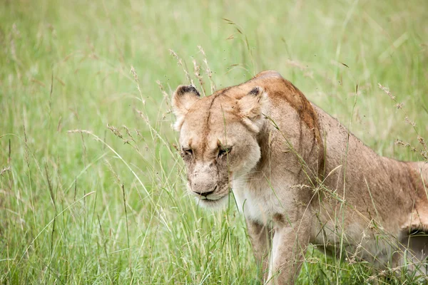 Lion — Stock Photo, Image