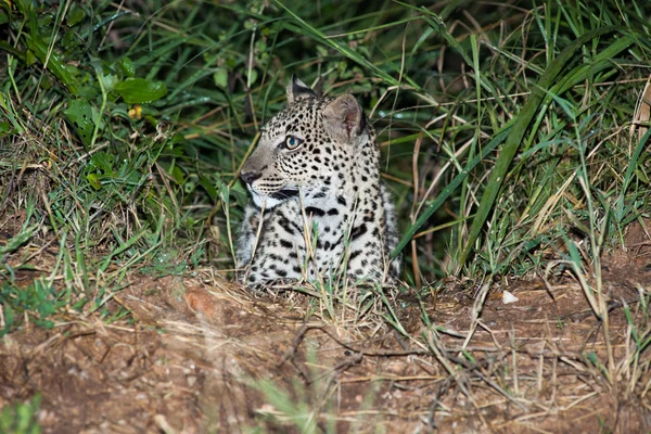 Leopard — Stock Photo, Image