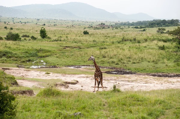 Giraffe — Stock Photo, Image