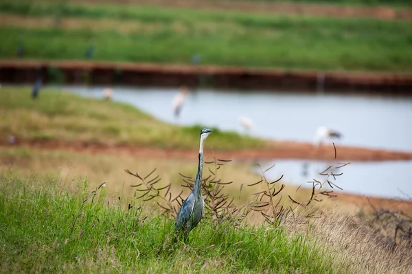 鳥 — ストック写真