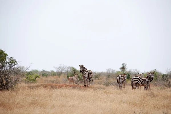 Zebra. — Fotografia de Stock