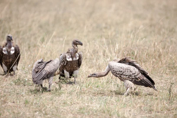 Bird — Stock Photo, Image