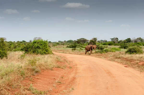 Elefant — Stockfoto