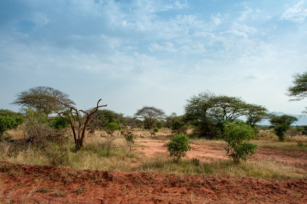 Antelope in the savannah of kenya