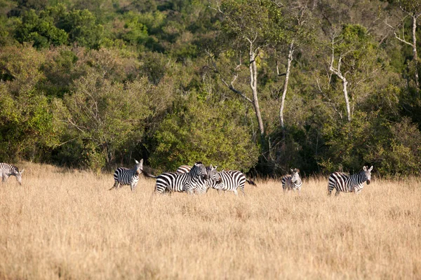 Zebra — Stock fotografie