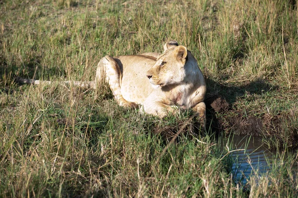 Leeuw — Stockfoto